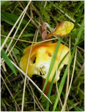 champignons jaune