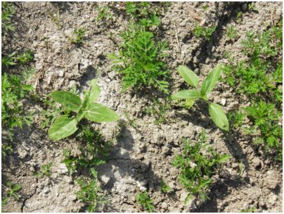 tournesol enfant